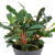 TROPICA Буцефаландра Красная в горшочке TROPICA Буцефаландра Красная в горшочке